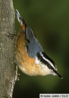Red-Breasted Nuthatch.jpg